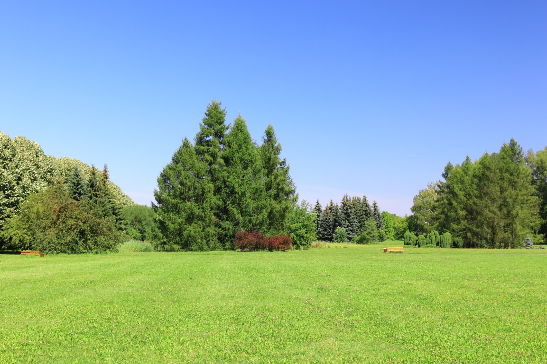 Spring Landscape